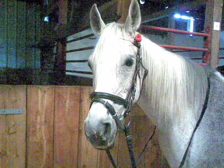 Arabisk fuldblod (OX) Mazja SOLGT *RIP* billede 19