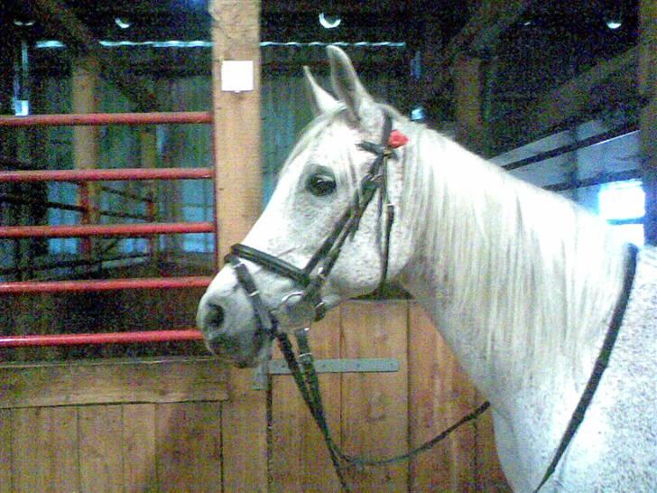 Arabisk fuldblod (OX) Mazja SOLGT *RIP* billede 20