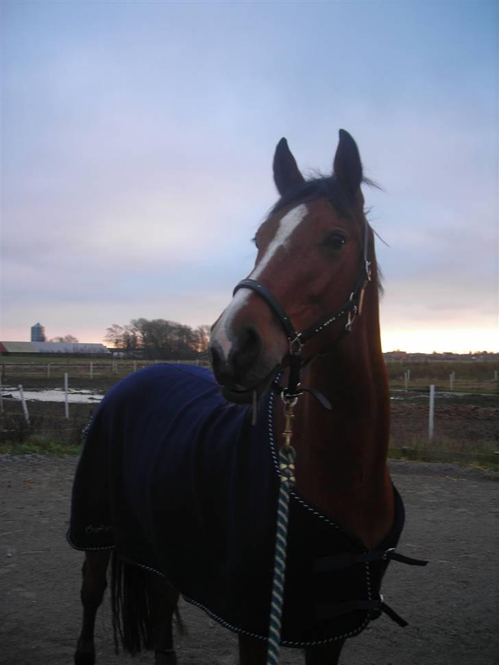 Dansk Varmblod Jeaton (aflivet) billede 20