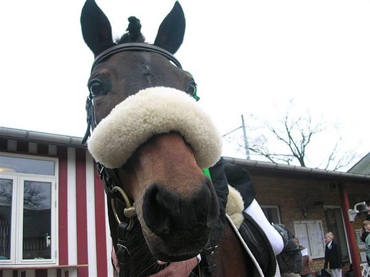 New Forest Fleur(L - Velkommen til Fleurs profil ;D taget af Frej :) billede 1