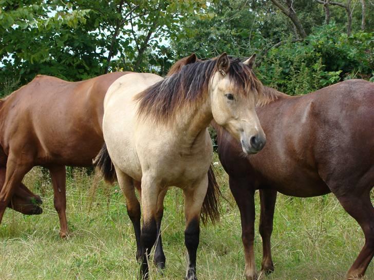 Anden særlig race Silver King  >>solgt<< billede 3