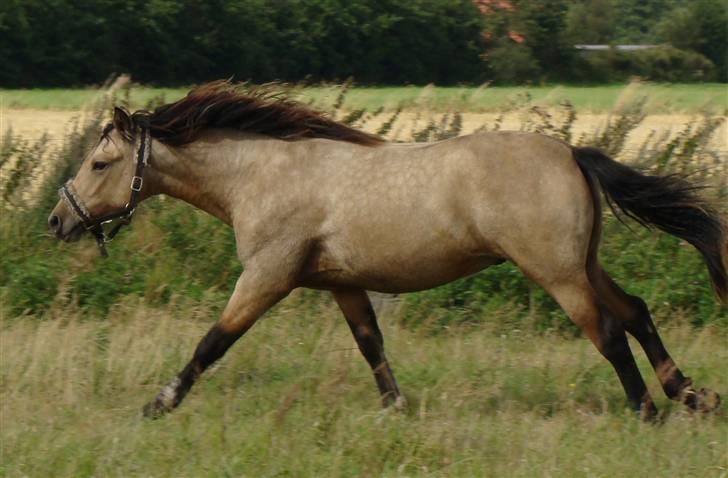 Anden særlig race Silver King  >>solgt<< billede 8