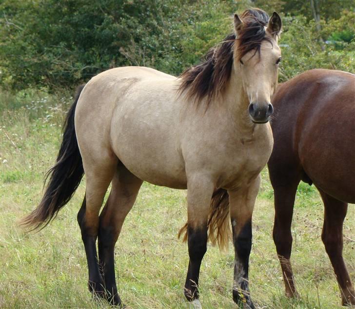 Anden særlig race Silver King  >>solgt<< billede 10