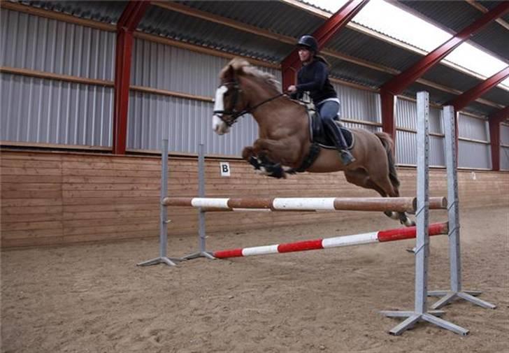 New Forest Bakkens Maltemay-SOLGT - han sprang mig ud af sadlen. derfor er jeg dressur-rytter :) billede 11