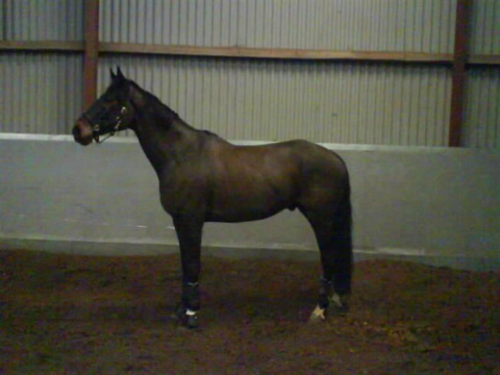 Trakehner Tripoli ( SOLGT) billede 14