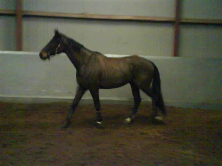 Trakehner Tripoli ( SOLGT) billede 15