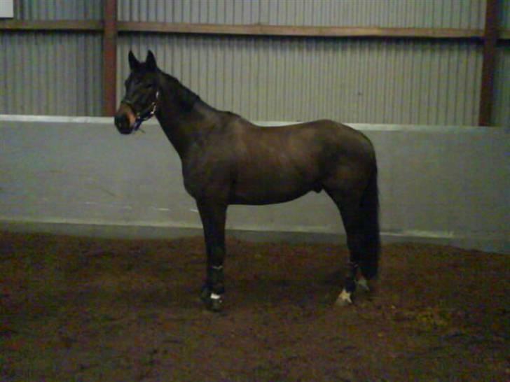 Trakehner Tripoli ( SOLGT) billede 16