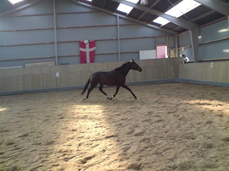 Trakehner Tripoli ( SOLGT) billede 17