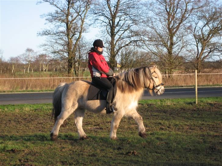 Fjordhest klaus gibson billede 6
