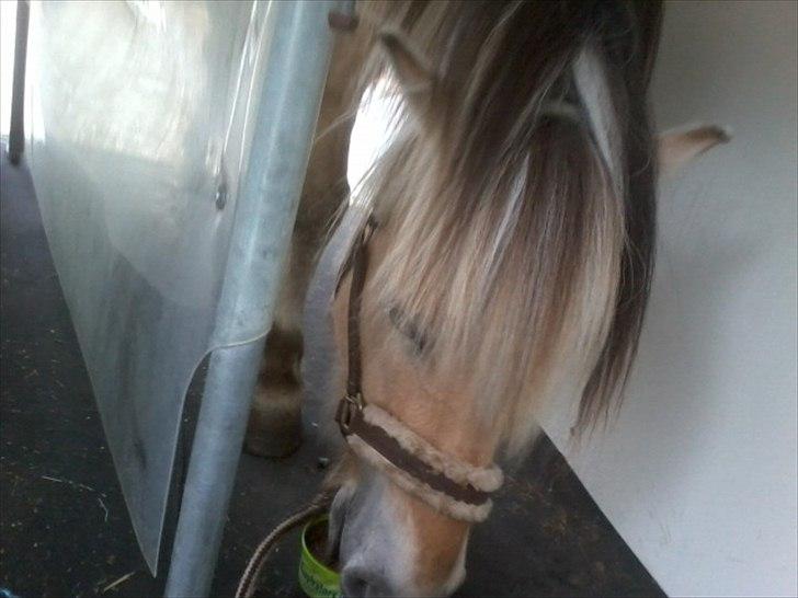 Fjordhest klaus gibson - lære at stå i treiler:) billede 7