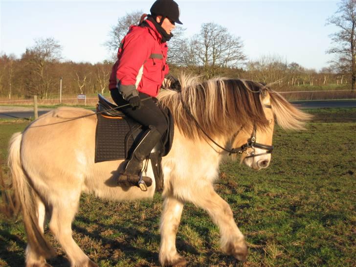 Fjordhest klaus gibson billede 8