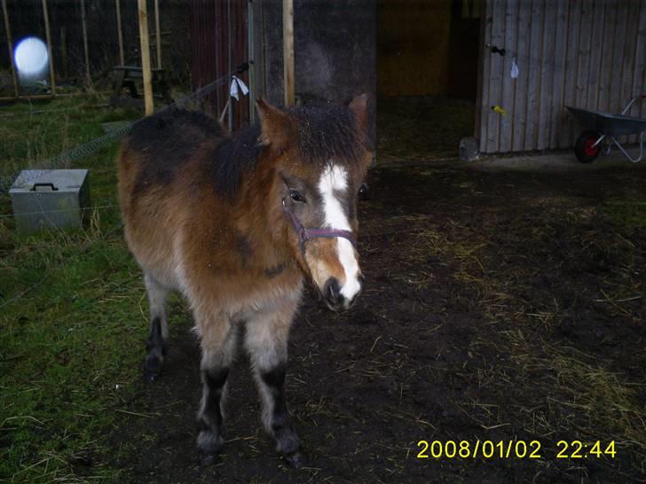 Anden særlig race Horus *SOLGT* - Horus da vi lige havde købt ham i januar 2007 billede 1