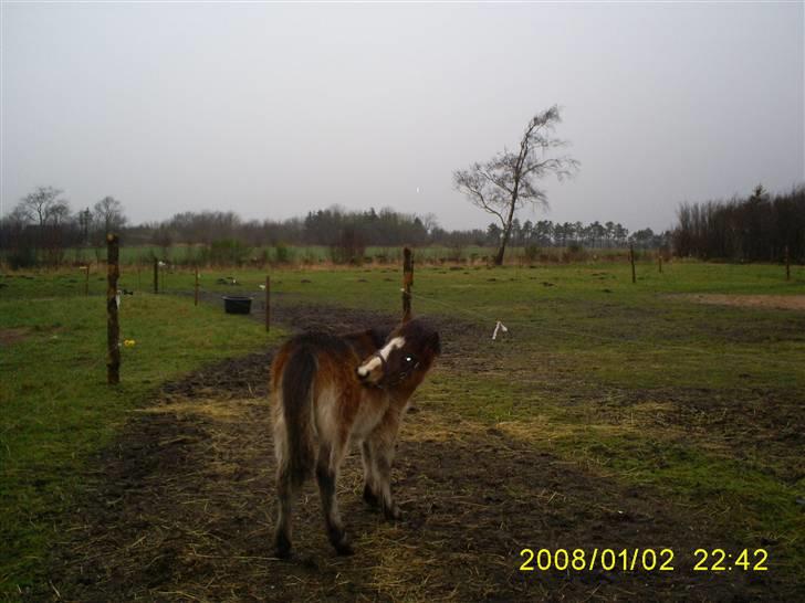 Anden særlig race Horus *SOLGT* - Horus da vi lige havde købt ham i januar 2007 billede 2