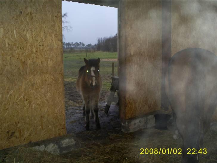 Anden særlig race Horus *SOLGT* billede 3