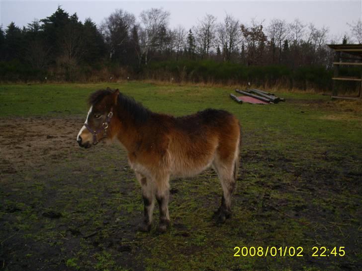 Anden særlig race Horus *SOLGT* billede 4