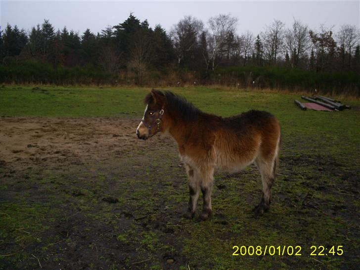 Anden særlig race Horus *SOLGT* billede 5