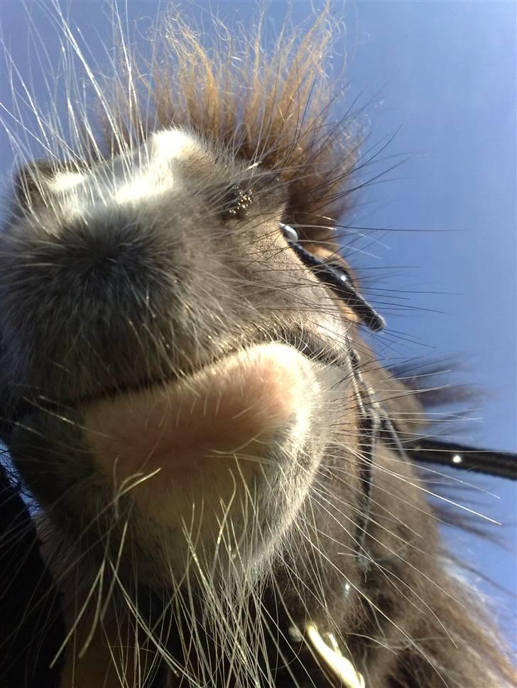 Hollandsk Miniature Eagel billede 5