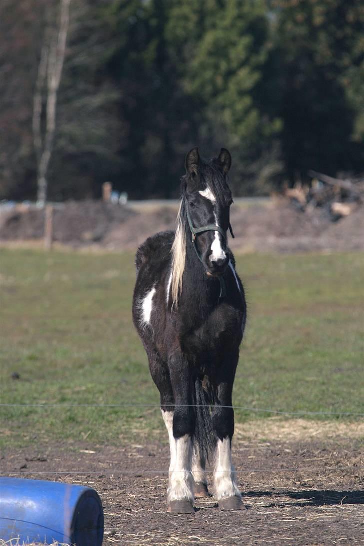 Irish Cob Crossbreed Fonzie SOLGT billede 1