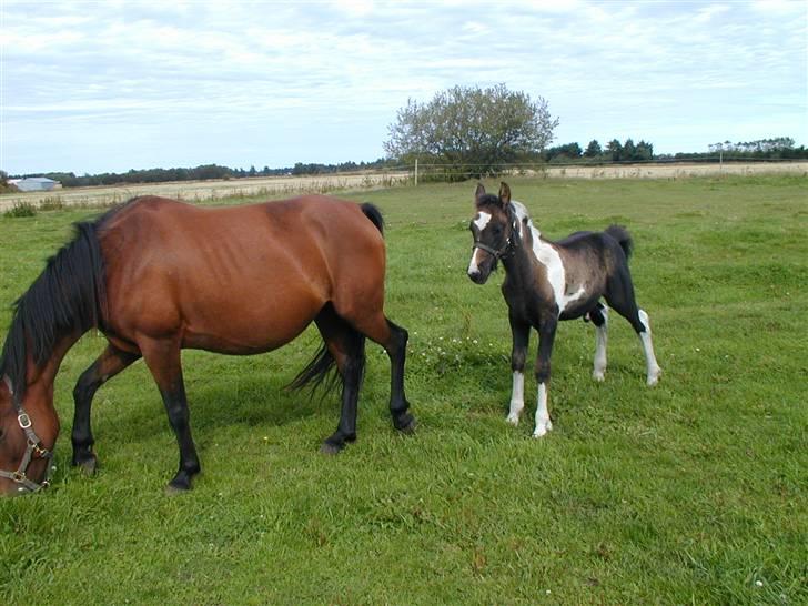 Irish Cob Crossbreed Fonzie SOLGT billede 2