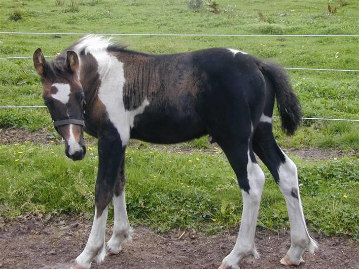 Irish Cob Crossbreed Fonzie SOLGT billede 3