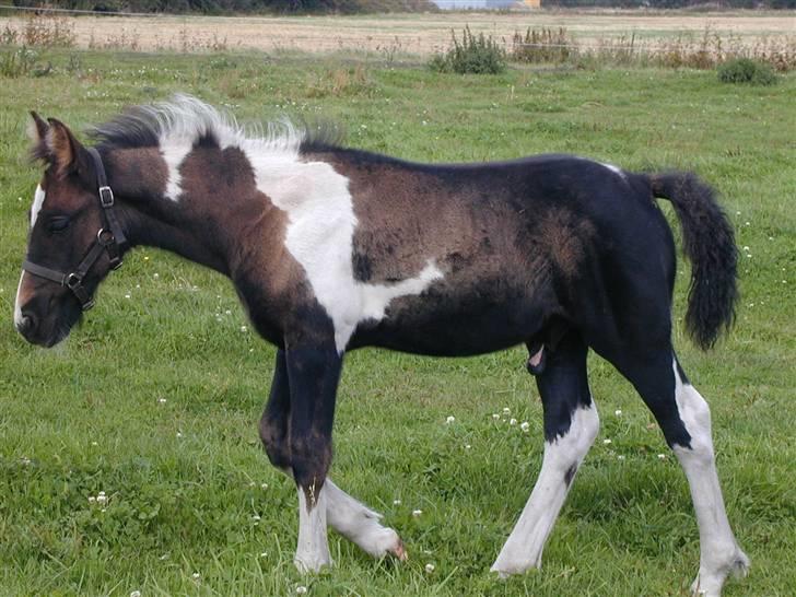 Irish Cob Crossbreed Fonzie SOLGT billede 4