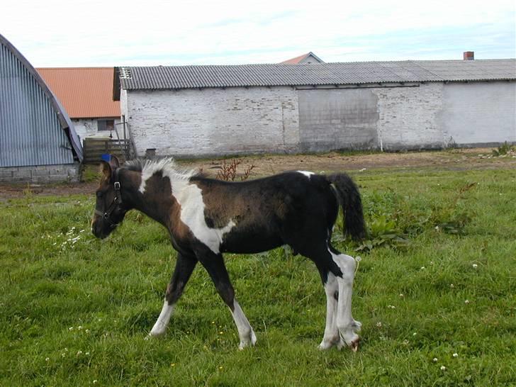 Irish Cob Crossbreed Fonzie SOLGT billede 5