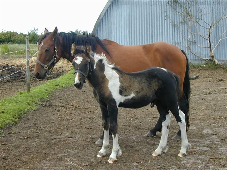 Irish Cob Crossbreed Fonzie SOLGT billede 6
