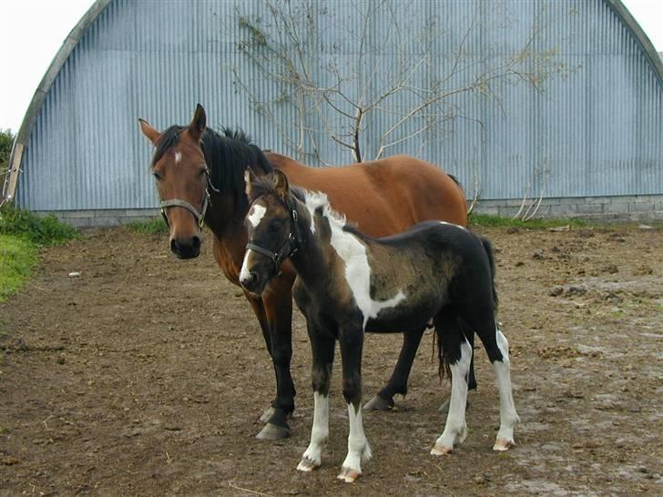 Irish Cob Crossbreed Fonzie SOLGT billede 7