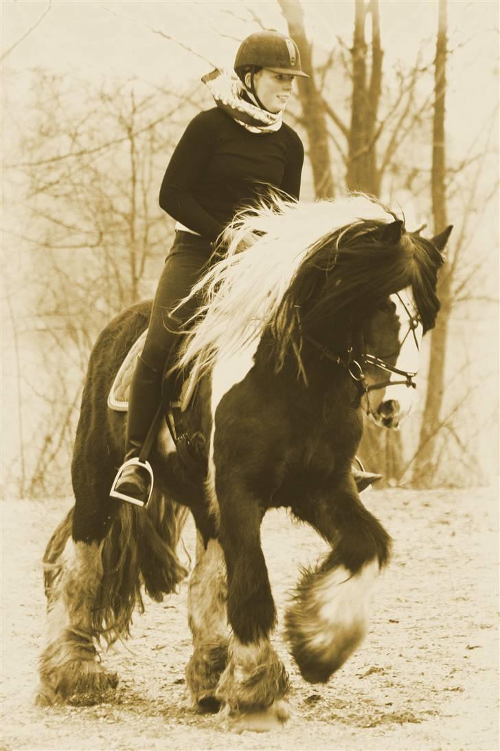 Irish Cob Simon of Sunshine - simon laver kunstner billede 1