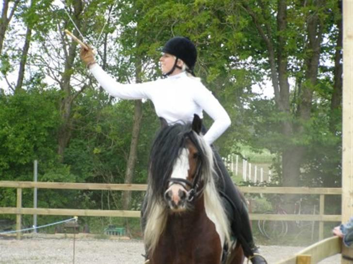 Irish Cob Simon of Sunshine billede 7