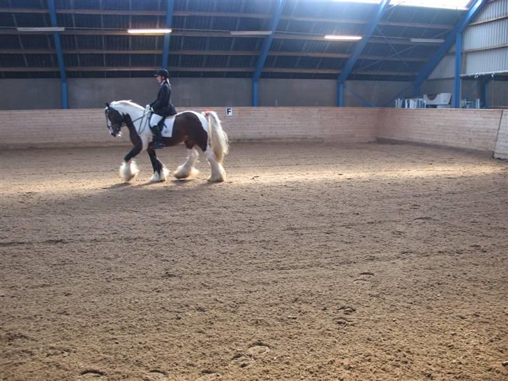 Irish Cob Simon of Sunshine - dressur stævne LA2 billede 8