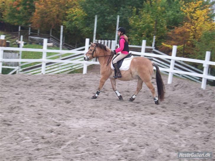 Anden særlig race Tyson <33   - til stævne 15/10-08 foto: marina billede 9