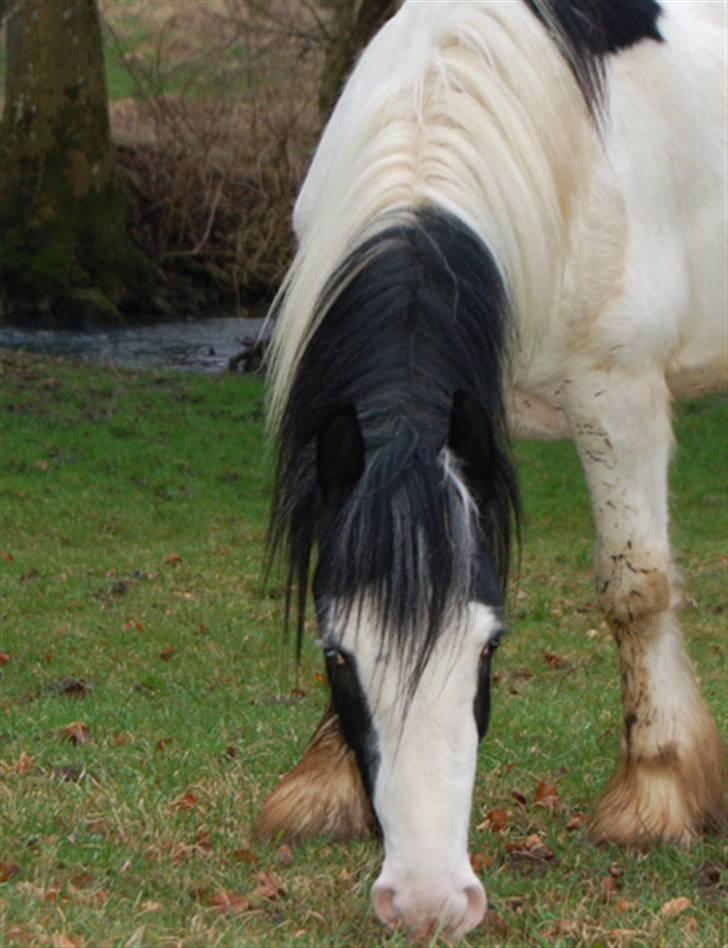 Irish Cob Egehøj`s Piano  - Januar 2008 billede 11