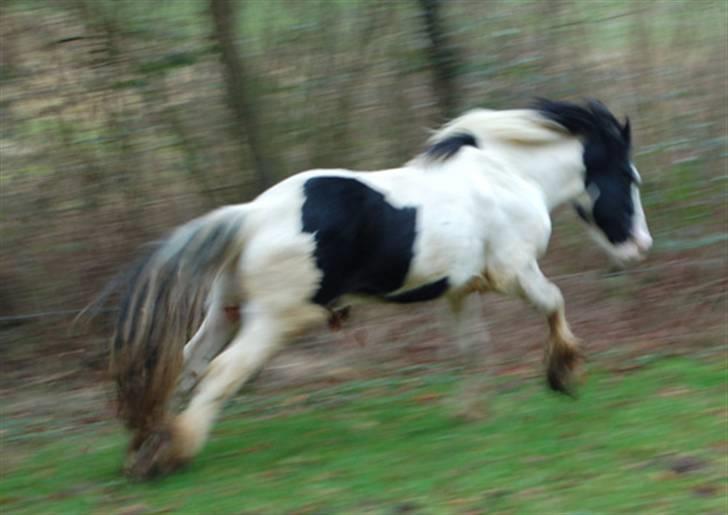 Irish Cob Egehøj`s Piano  - Januar 2008 billede 12