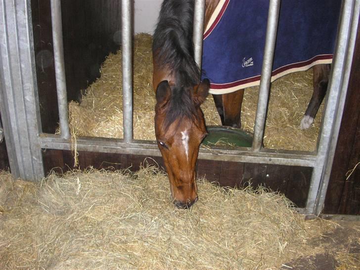 Traver Believe On Me !DØD! :'( - Mums så skal der spises :D håber mor henter gulerødder :D billede 12