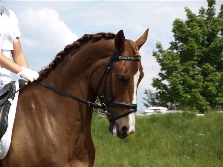 Anden særlig race Maccoy - smukke maccoy <3 billede 15