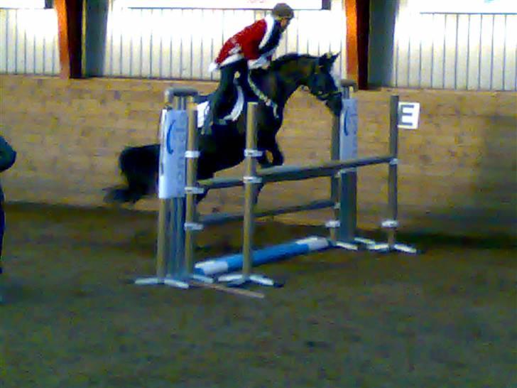 Anden særlig race Mandalay R.i.p miss you - juleshow 2008 foto: sussie billede 5