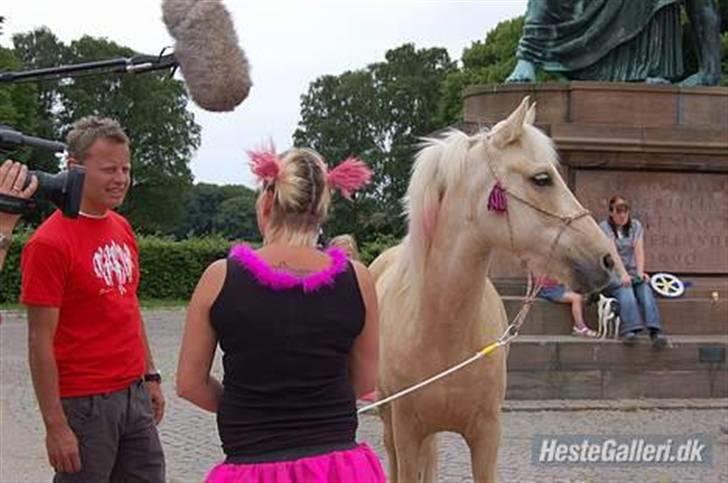 Anden særlig race Poppelgården´s Guliver - Natasja og Gulliver fik lige besøg af bubber Fotot: Cille billede 9