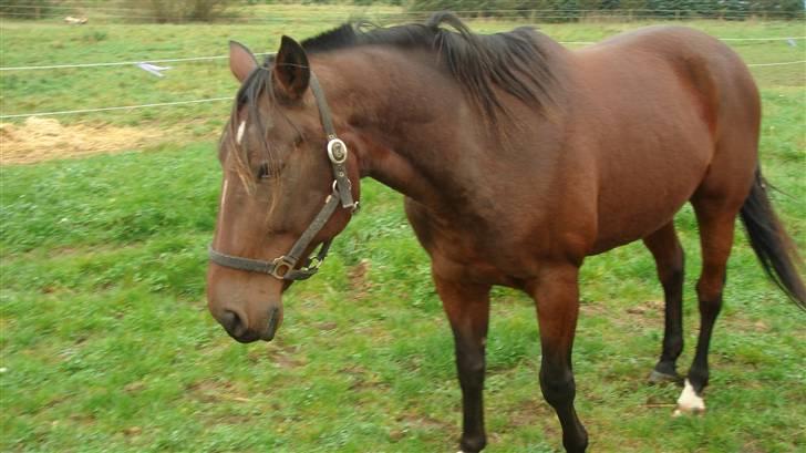 Traver Breaking the law R.I.P billede 8