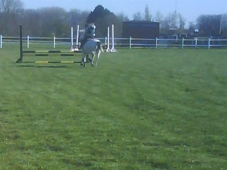 Anden særlig race cornelius(SOLGT Og savnet - han springer løst spring billede 12