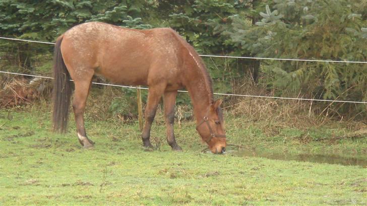 Traver Dandi R.I.P billede 13