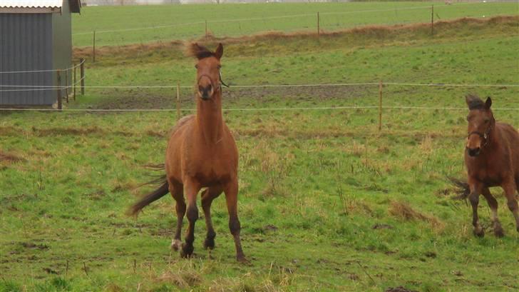 Traver Dandi R.I.P - Åhhh hvad laver du der?? billede 14