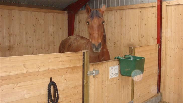 Traver Dandi R.I.P - MMMM dejligt her inde i sengen billede 15