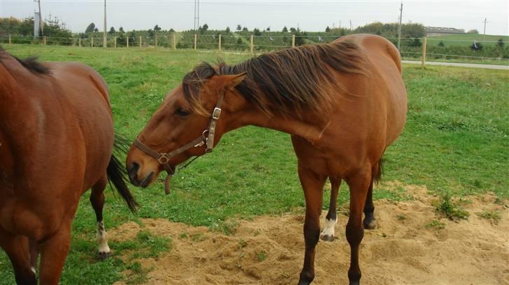 Traver Dandi R.I.P - Gå så væk, det er kun mig mor vil have på billedet billede 16