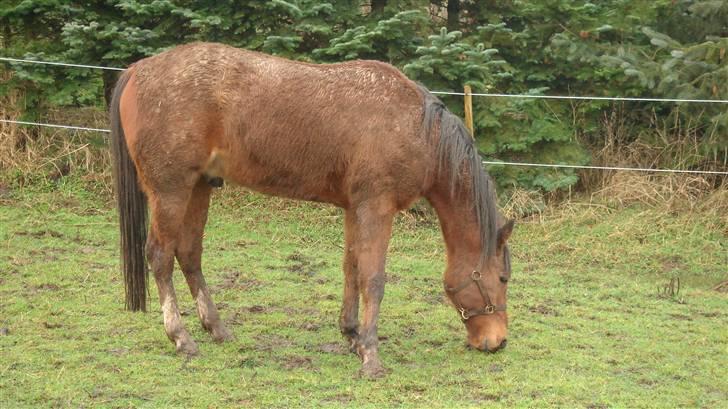 Traver Gacrux Date R.I.P - Så mor se lige alt det mudder jeg har på mig.. Glæder mig til at se børsten :-) billede 14