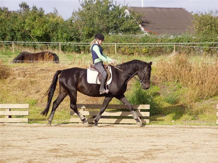 Dansk Varmblod Lillemarken's Abrikoos (solgt) - fint.....<3333 billede 6