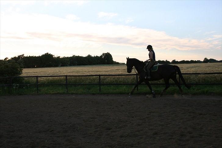 Dansk Varmblod Lillemarken's Abrikoos (solgt) - Her er jeg glad det er en vild daglig galop hun har...;P billede 8