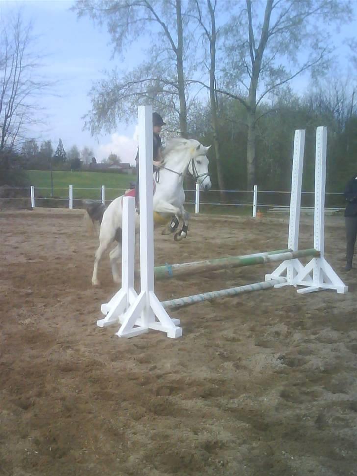 Anden særlig race cornelius(SOLGT Og savnet - springer<3<3<3<3 billede 13