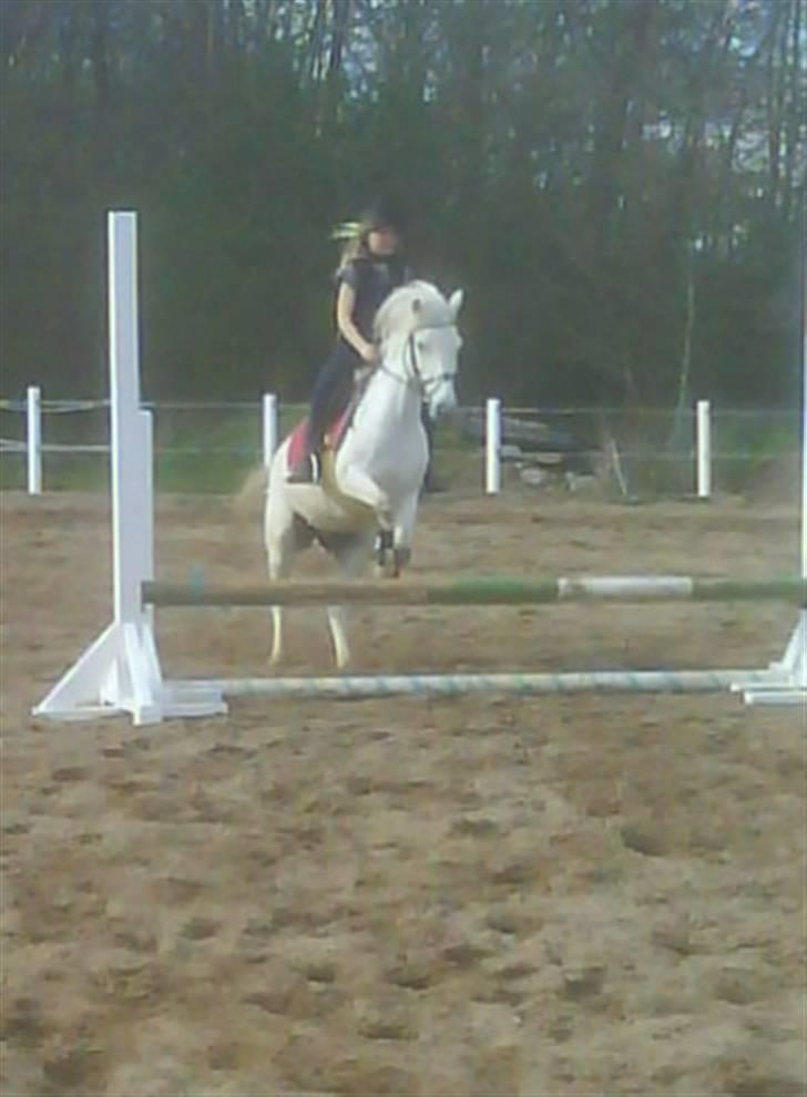 Anden særlig race cornelius(SOLGT Og savnet - han går så fint til bidet billede 14