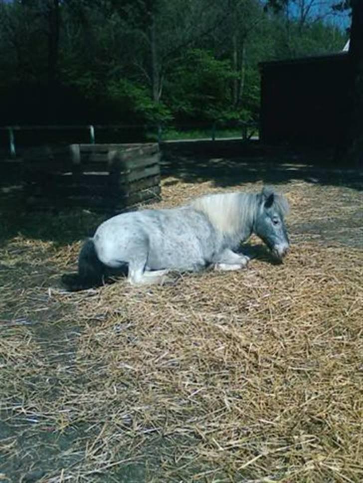 Shetlænder Rosalil  solgt ): - rosalil slapper af på en varm sommer dag :p billede 1
